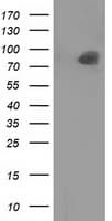 PTPRE / PTP Epsilon Antibody (clone OTI3B8)