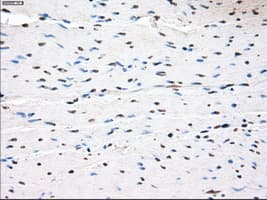 PPP5C Antibody (clone OTI3G1)