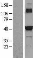 Human SHMT / SHMT2 Protein (Over-Expression Lysate Myc-DDK (Flag))