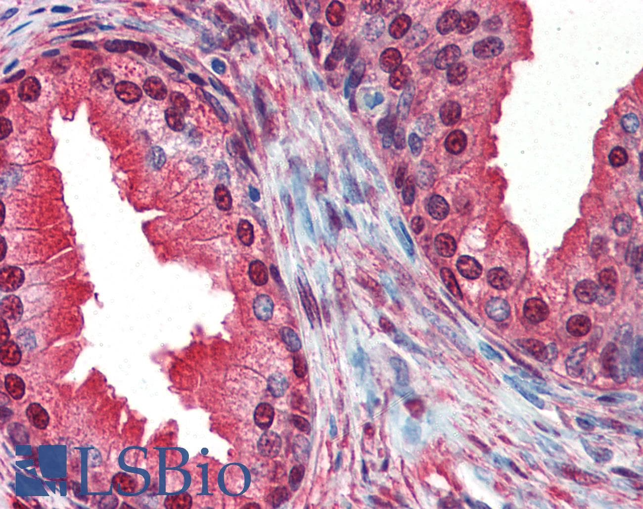 IHC-plus™ COPS5 / JAB1 Antibody (Internal)