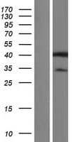 HNRNPAB Protein (Over-Expression Lysate Myc-DDK (Flag))