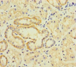 Polyclonal Rabbit anti-Human TMEM95 Antibody