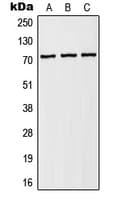 SLC9A6 Antibody (Internal)