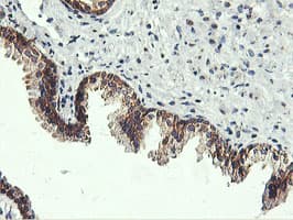 USP10 Antibody (clone OTI2E1)