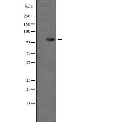 NAP1 / TAB3 Antibody