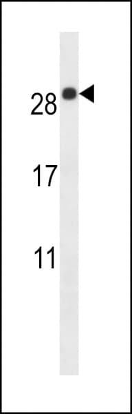 IHC-plus™ EMP2 Antibody (aa100-129)
