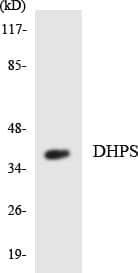 DHPS Antibody (aa38-87)