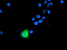 ANAPC2 / APC2 Antibody (clone OTI1A6, Carrier-free)