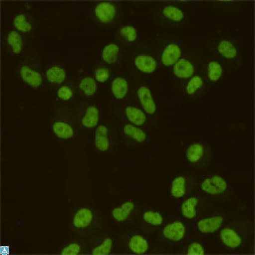 Monoclonal Mouse anti-Human SAFB1 / SAFB Antibody (WB)