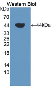 TCN1 Antibody (aa24-433)