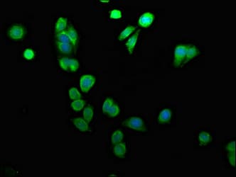 ARID3A / DRIL1 Antibody