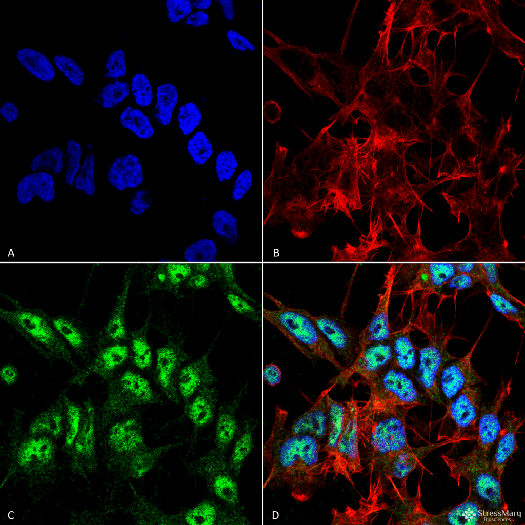 BECN1 / Beclin-1 Antibody