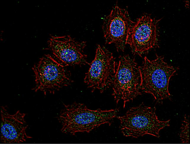 c-Src Kinase / CSK Antibody (aa330-450, clone CSK-04)