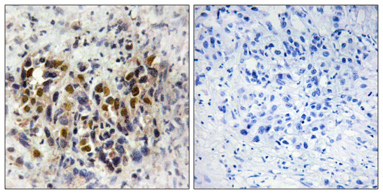 IRX3 Antibody