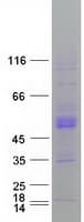 Human CLN3 Protein (Recombinant Myc-DDK (Flag))