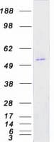 Human SYN / FYN Protein (Recombinant Myc-DDK (Flag))