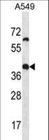 OR14J1 Antibody (aa206-234)