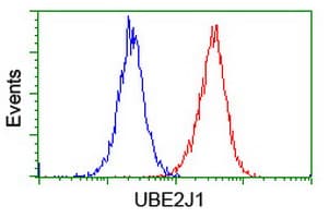 UBE2J1 Antibody (clone OTI1F6)