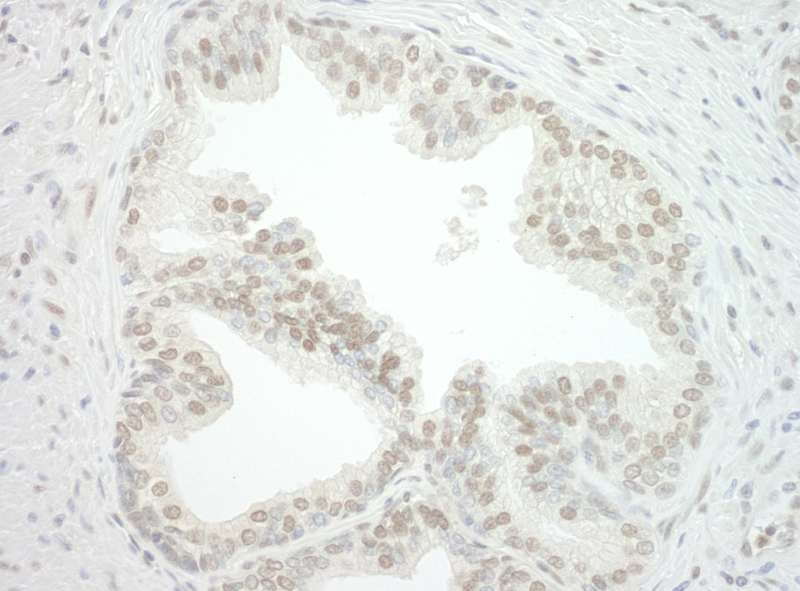 CBX7 Antibody (aa201-251)