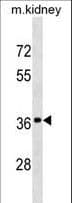 DRG2 Antibody (aa154-180)
