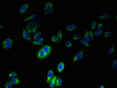 FPR2 / FPRL1 Antibody