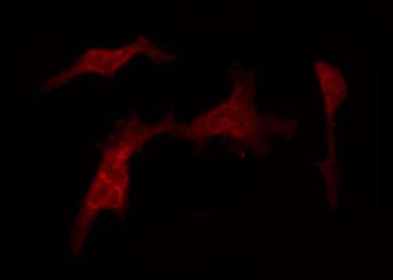Polyclonal Rabbit anti-Human TAF4 Antibody (IF, WB)