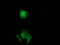 CAT / Catalase Antibody (clone 1B6, Carrier-free)