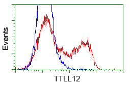KIAA0153 / TTLL12 Antibody (clone OTI13H9)