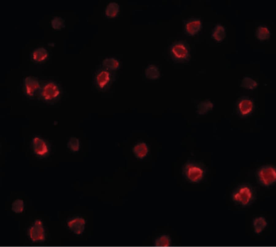 SOX2 Antibody