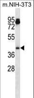 Polyclonal Rabbit anti-Mouse AURKA / Aurora-A Antibody (aa93-120, WB)