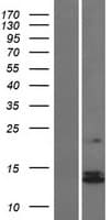 NDUFS6 Protein (Over-Expression Lysate Myc-DDK (Flag))
