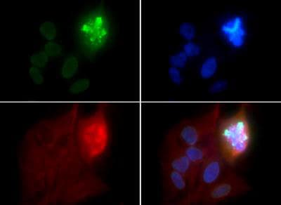 HIST4H4 Antibody (phospho-Ser1)