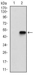 EIF2A / EIF2 Alpha Antibody (aa448-576, clone 3A7A8)