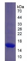 Rhesus monkey COL10A1 / Collagen X Protein (Recombinant His, N-Terminal)