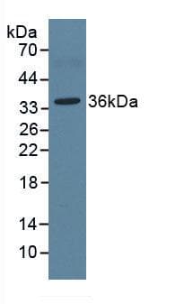 ARG1 / Arginase 1 Antibody (APC)