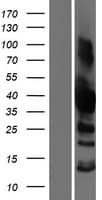 SH3GL3 Protein (Over-Expression Lysate Myc-DDK (Flag))