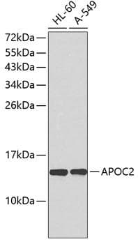 APOC2 / Apolipoprotein C II Antibody