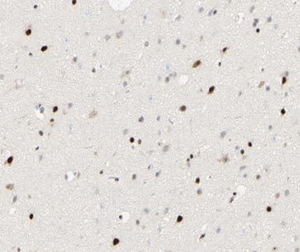 FOXJ3 Antibody