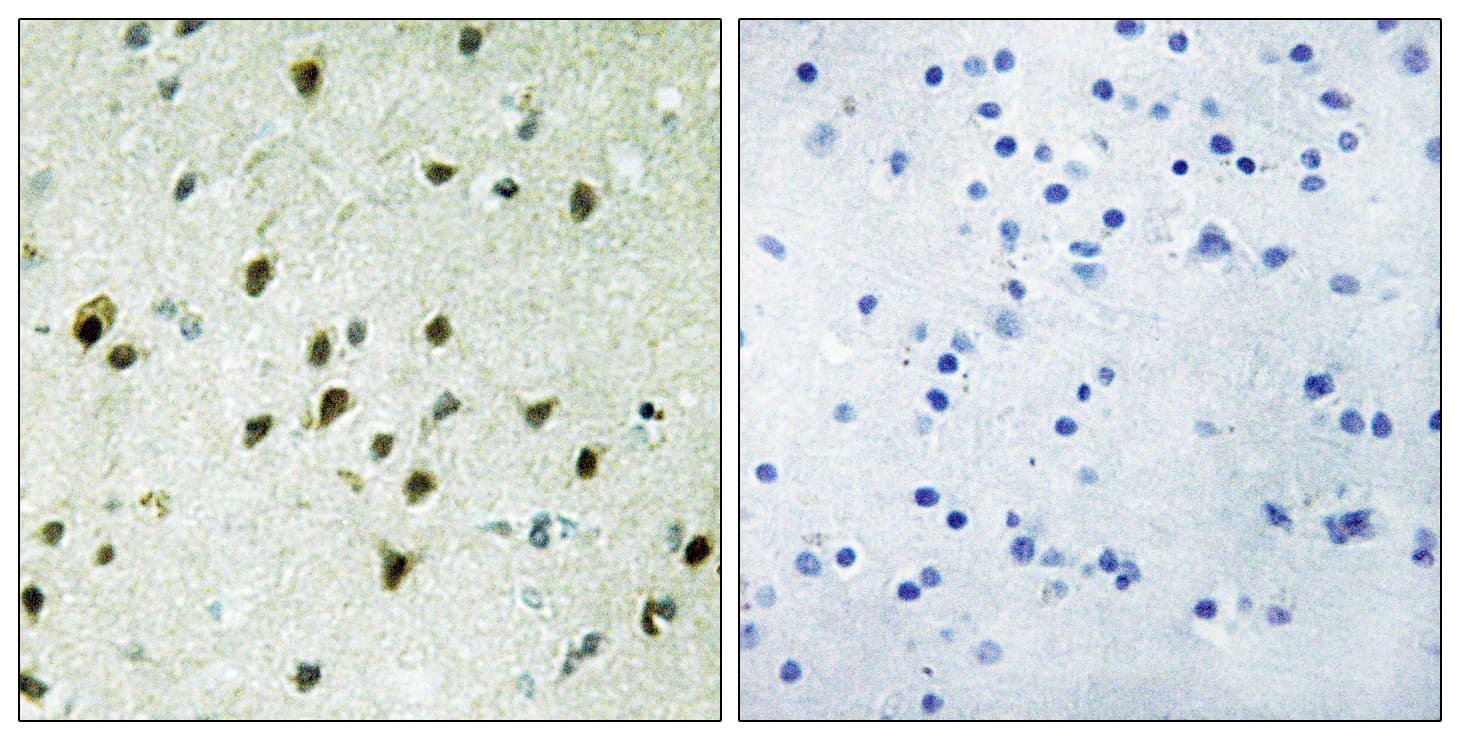 Polyclonal Rabbit anti-Human MXD4 Antibody (aa10-59, IHC)