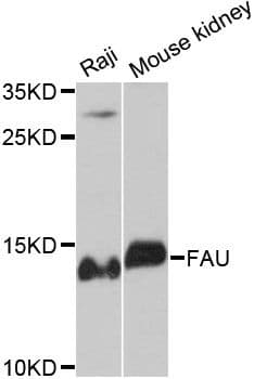 FAU / Fub1 Antibody