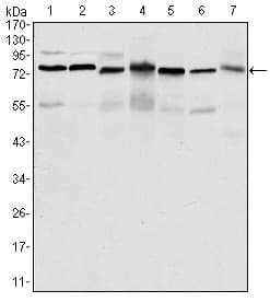 Monoclonal Mouse anti-Human PSIP1 / LEDGF Antibody (clone 6E4, IHC, IF, WB)