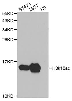 Histone H3 Antibody (Acetyl-Lys18)
