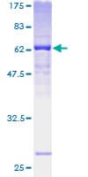 Human FBXO25 Protein (Recombinant GST)