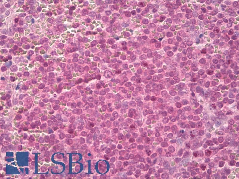 IHC-plus™ YWHAZ / 14-3-3 Zeta Antibody (aa200-245)