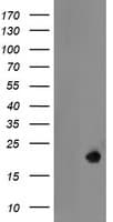 Monoclonal Mouse anti-Human LDOC1 Antibody (clone OTI1A2, WB)