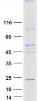 Human MAC30 / TMEM97 Protein (Recombinant Myc-DDK (Flag))