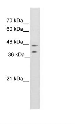 BLZF1 Antibody (C-Terminus)