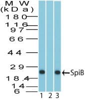 SPIB Antibody (aa15-65)