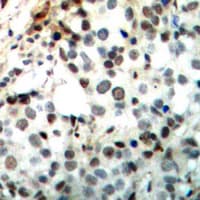 CREB1 / CREB Antibody (Internal)