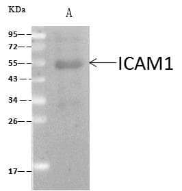 ICAM-1 / CD54 Antibody (Preservative Free)